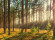 КП Pine Forest (Пайн Форест)