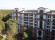 Сосны Николина гора
