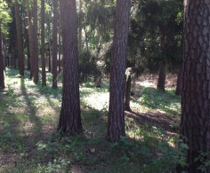 Участок, 37 соток