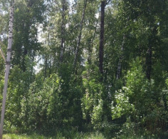Участок, 40 соток