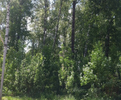 Участок, 13 соток