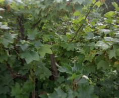 Участок, 15 соток