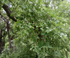 Участок, 15 соток
