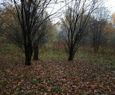 Участок, 50 соток