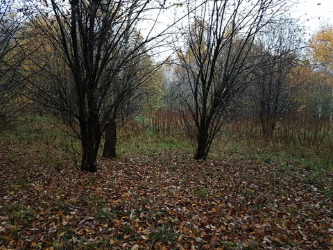 Участок, 50 соток