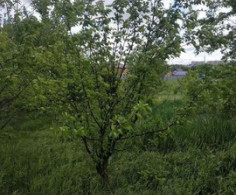 Участок, 6 соток
