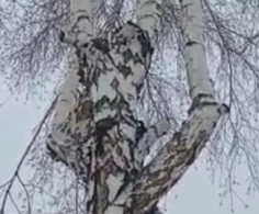 Участок, 28 соток