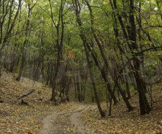 Участок, 40 соток