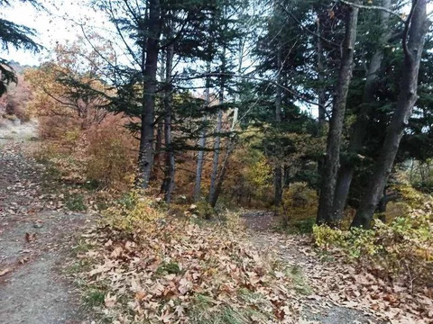 Участок, 50 соток