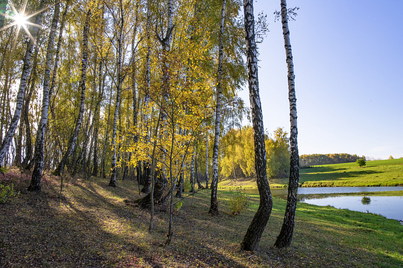 Участок, 12 соток
