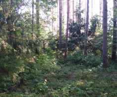 Участок, 12 соток