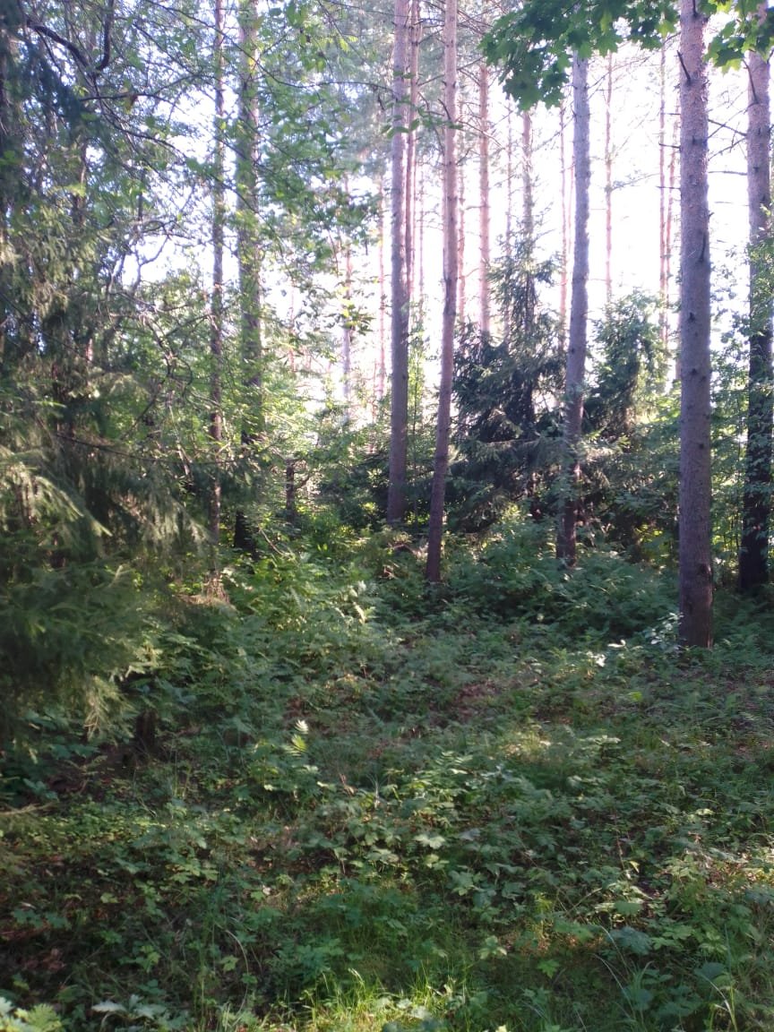 Участок, 12 соток