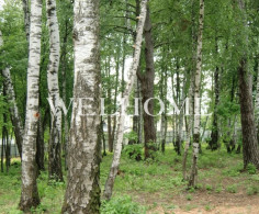 Участок, 38 соток