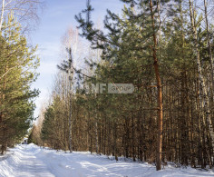 Участок, 232 сотки