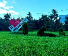 Участок, 1 этаж, 6 соток