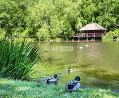 Участок, 35 соток