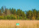 Лоси
